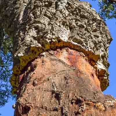 About cork 4 virgin cork